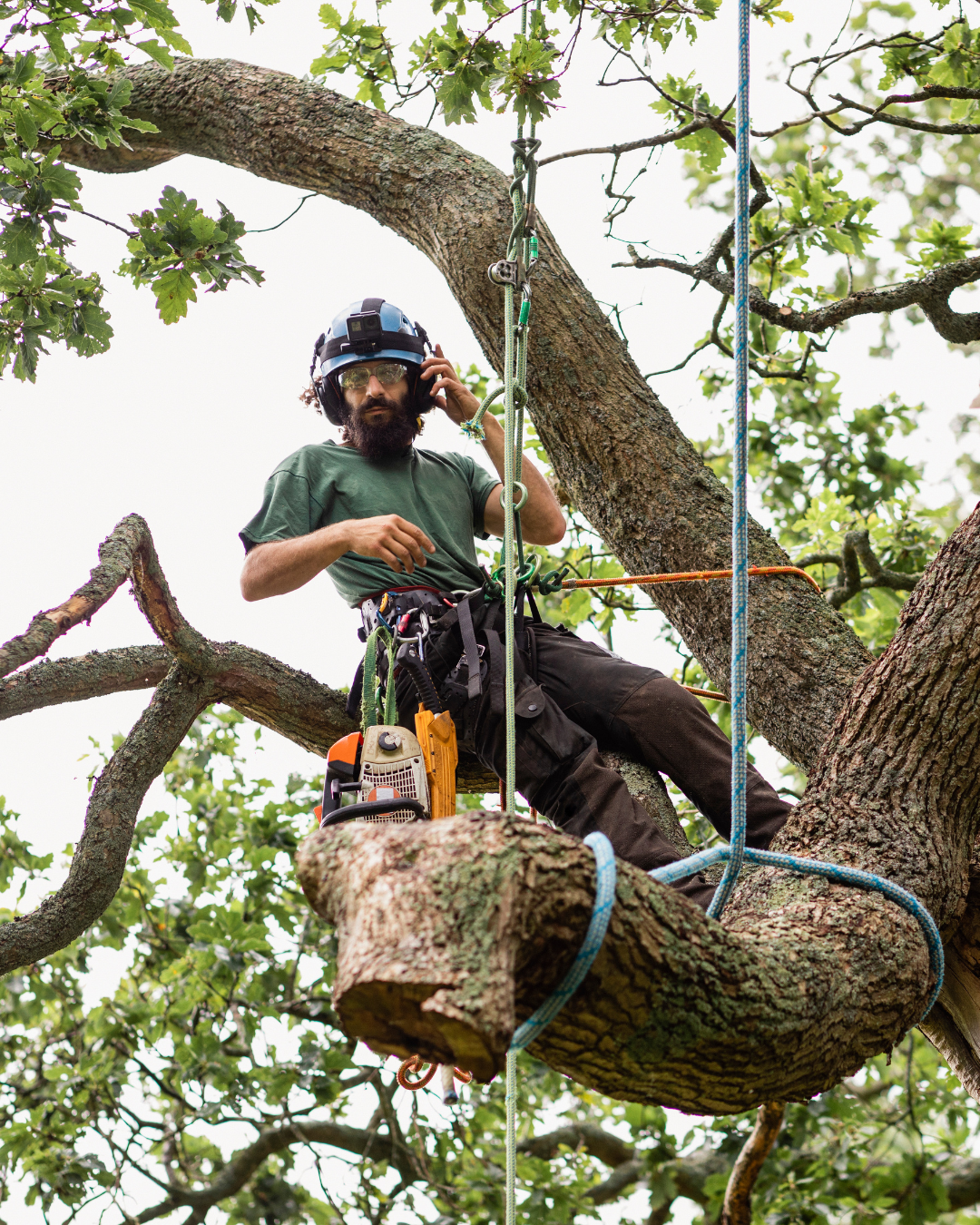 Bearded arborist working in an oak tree